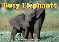 Busy_elephants