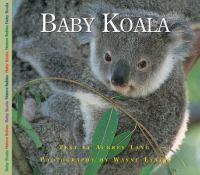 Baby_koala